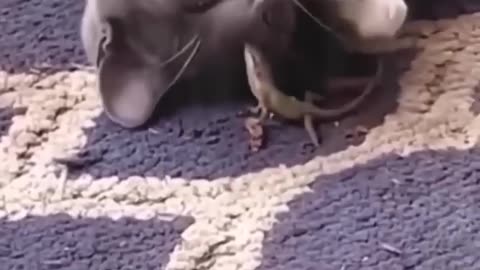 Funny Cats And Dogs 🤣 🐕|| Funny Animal Video 😂