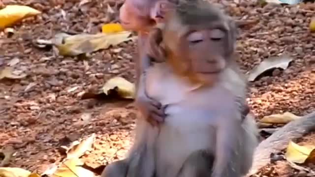 monkey life style you never seen