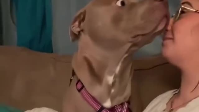 Pitbull's reaction to being scared