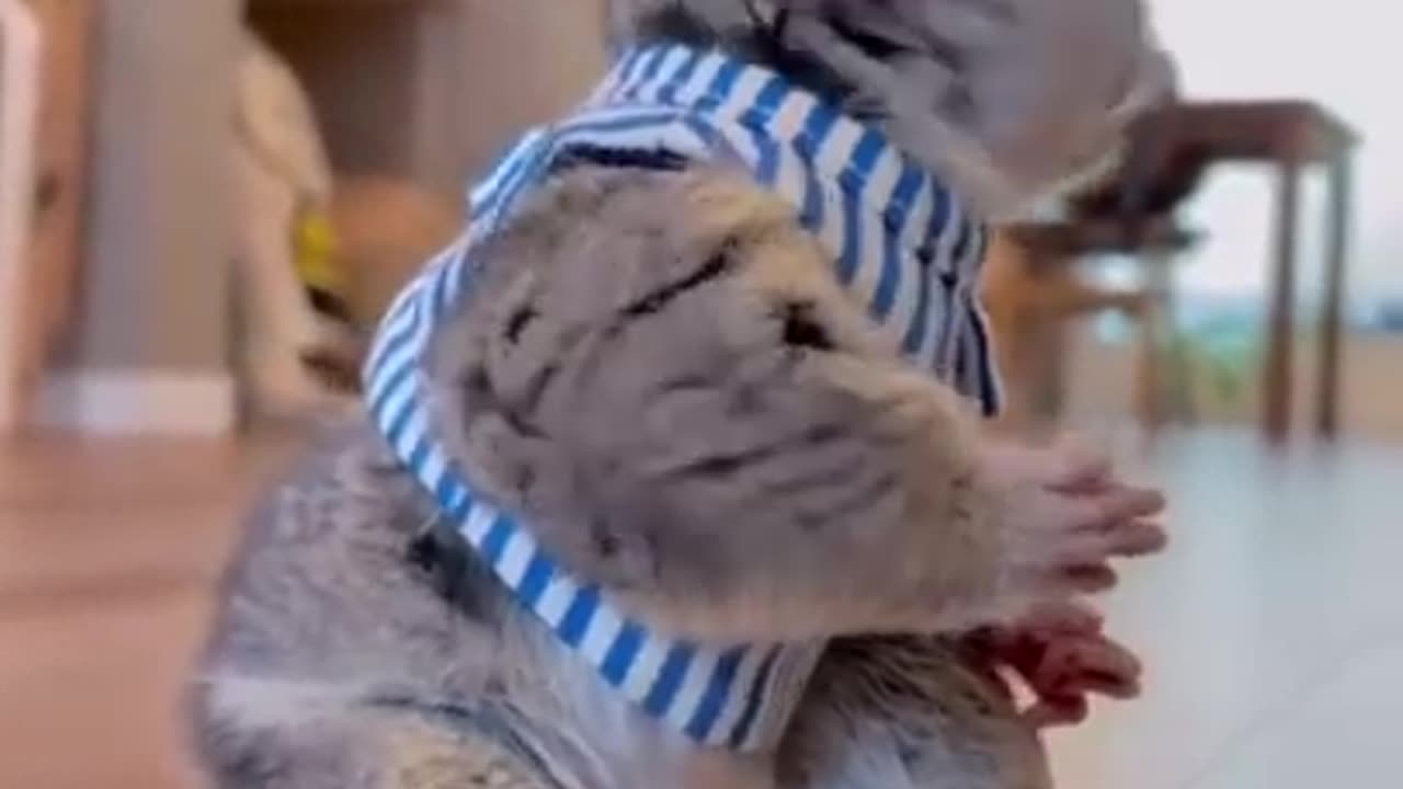 Best Funny Animal Videos of the year (2023)