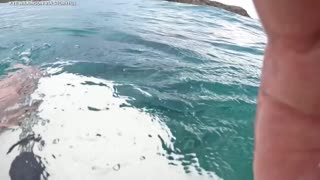 A group of surfers had a close encounter with a great white shark Emerald Beach, Australia.