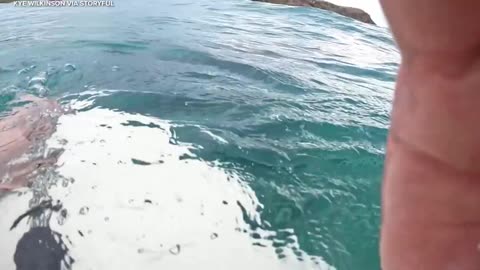 A group of surfers had a close encounter with a great white shark Emerald Beach, Australia.