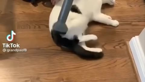 Funniest Cats 😹 - Don-t try to hold back Laughter 😂 - Funny Cats Life 15