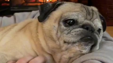 PUG LAZY
