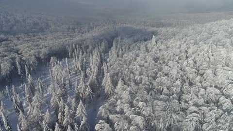 Mountains Trees Woods