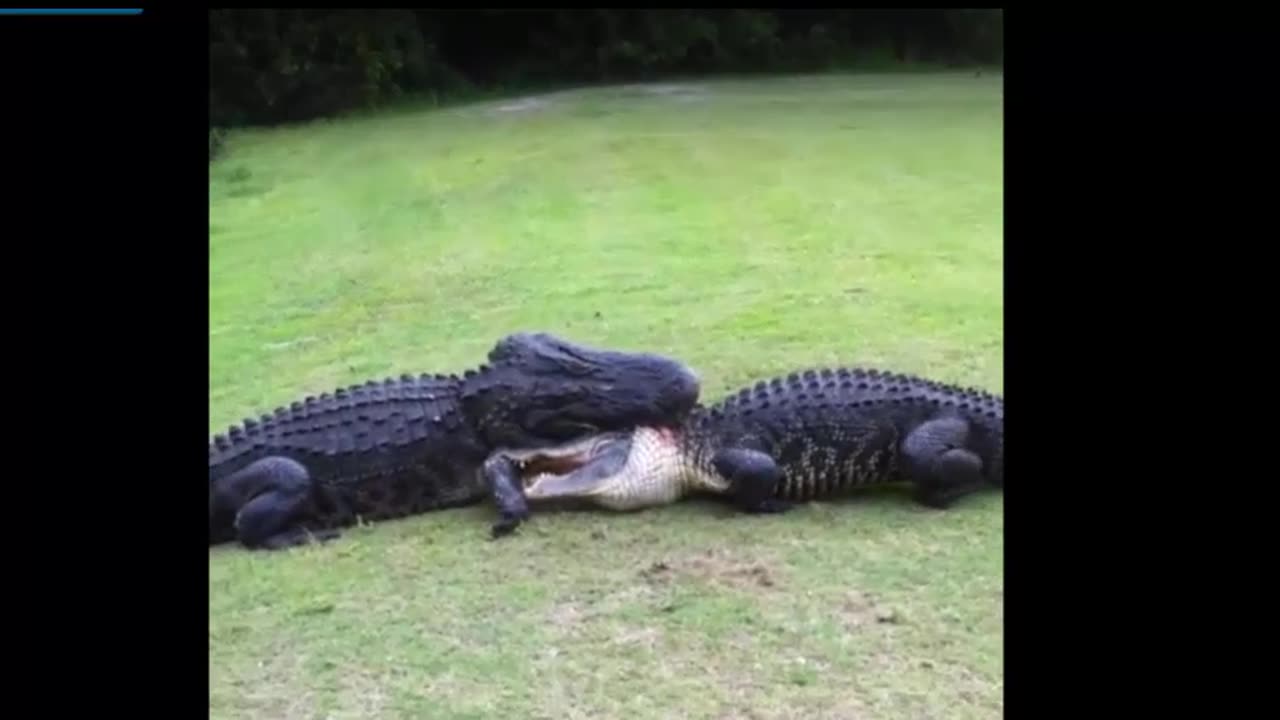 Gator Fight