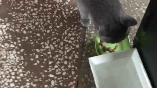 greedy cat