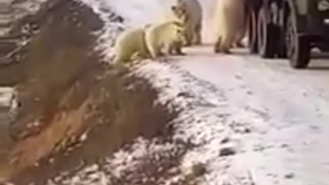 Polar bears decided to take a ride in a car.