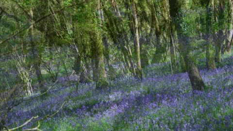 Bluebell Woods Meditation Plym Bridge woods . 2