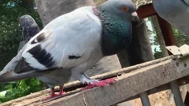 Stupefied pigeon