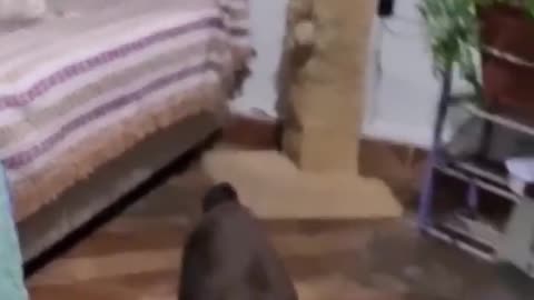 ps😹_ #funny Cute Cats #shorts Video😂_ #trending #animals #reels