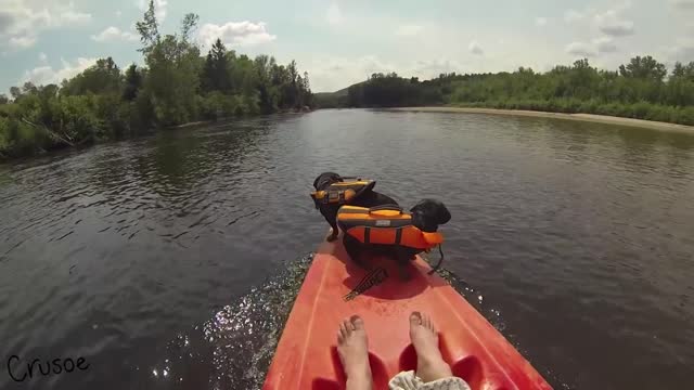 Crusoe & Oakley Dachshunds Kayaking Adventure (New 2017 Edit)