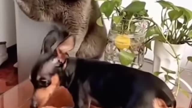 funny animal videos