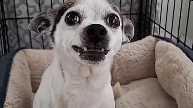 Fooled a dog by showing him the food of his choice, then see the reaction of that dog,very funny