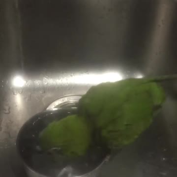 Bird Trying to Get Rid Of Water