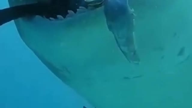 Shark eat sneak