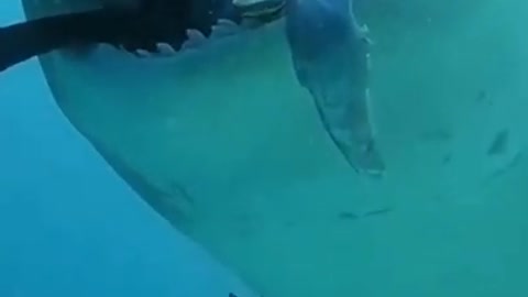 Shark eat sneak