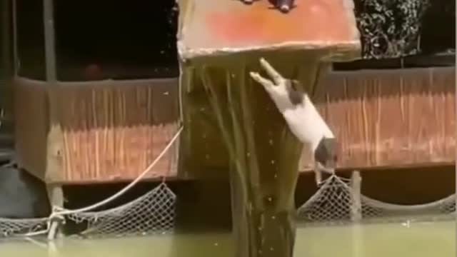 pigs jumping in water