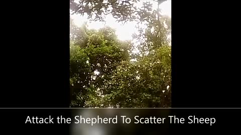 Attack The Shepherd To Scatter The Sheep