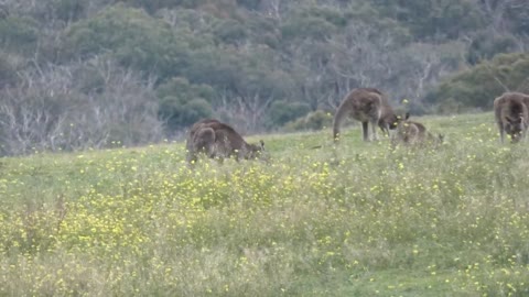 Kangaroo Melbourne Australia