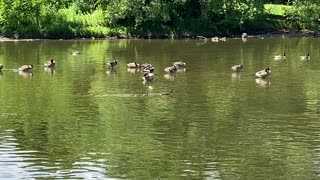 Mama duck with four ducklings