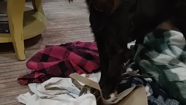 Ayla Helps with Groceries