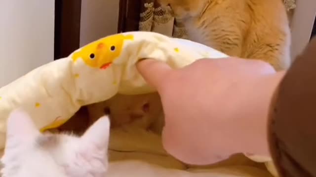 A cry that is enough to make his master pull his gut is too sweet