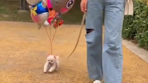 Cute and Funny Cat Videos Compilation 2021_#shorts