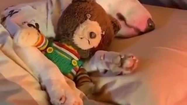 dog sleep with doll on the bed