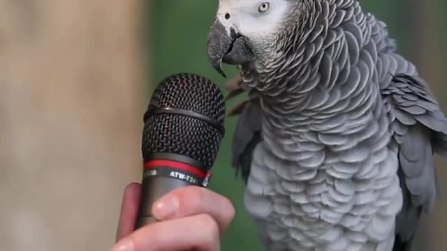 Spoken parrot give all ans of questions