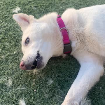 Kimba the husky