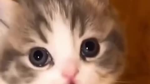 Cute Cat Video for you.