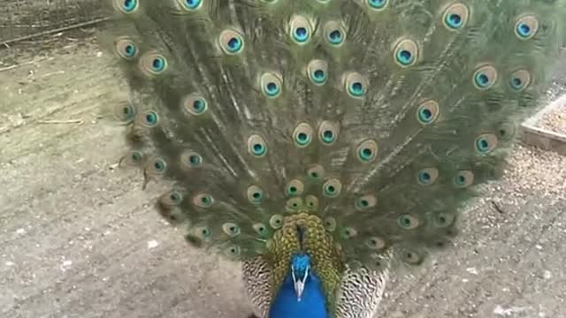 but what a peacock beauty