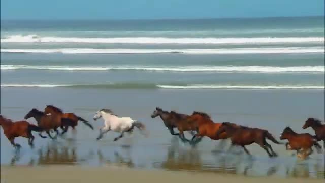 Wildlife horse running seen.