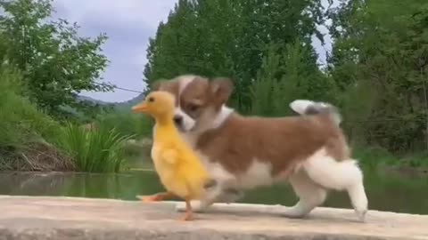 Dog and duck 🦆 love