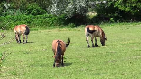 Beautiful horse video