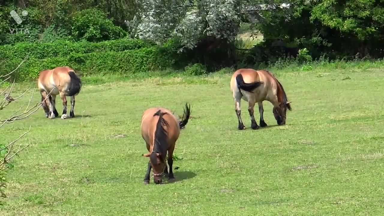 Beautiful horse video