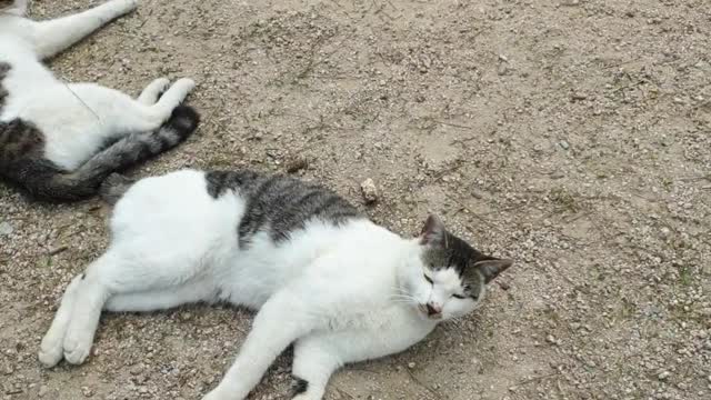 Korea's cute cats Akkang and Akkung.