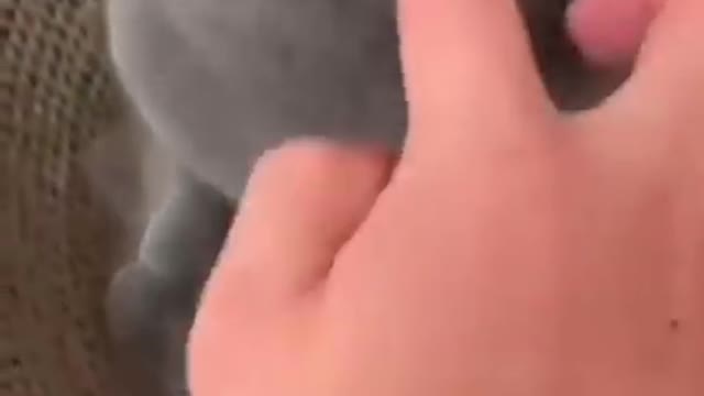 angry cat got unexpected reaction