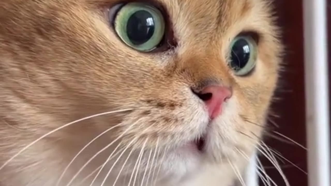 Angry cats