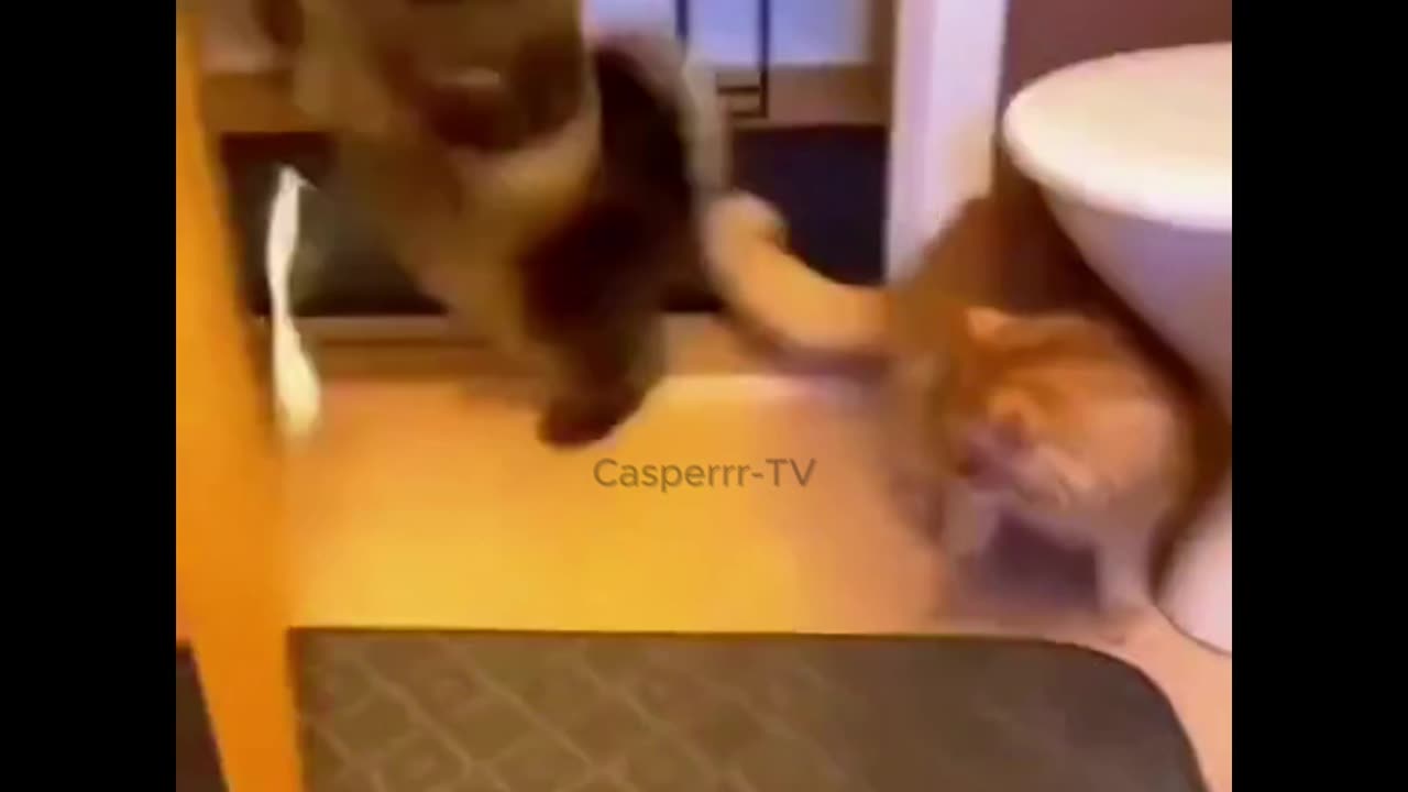 Funny cats