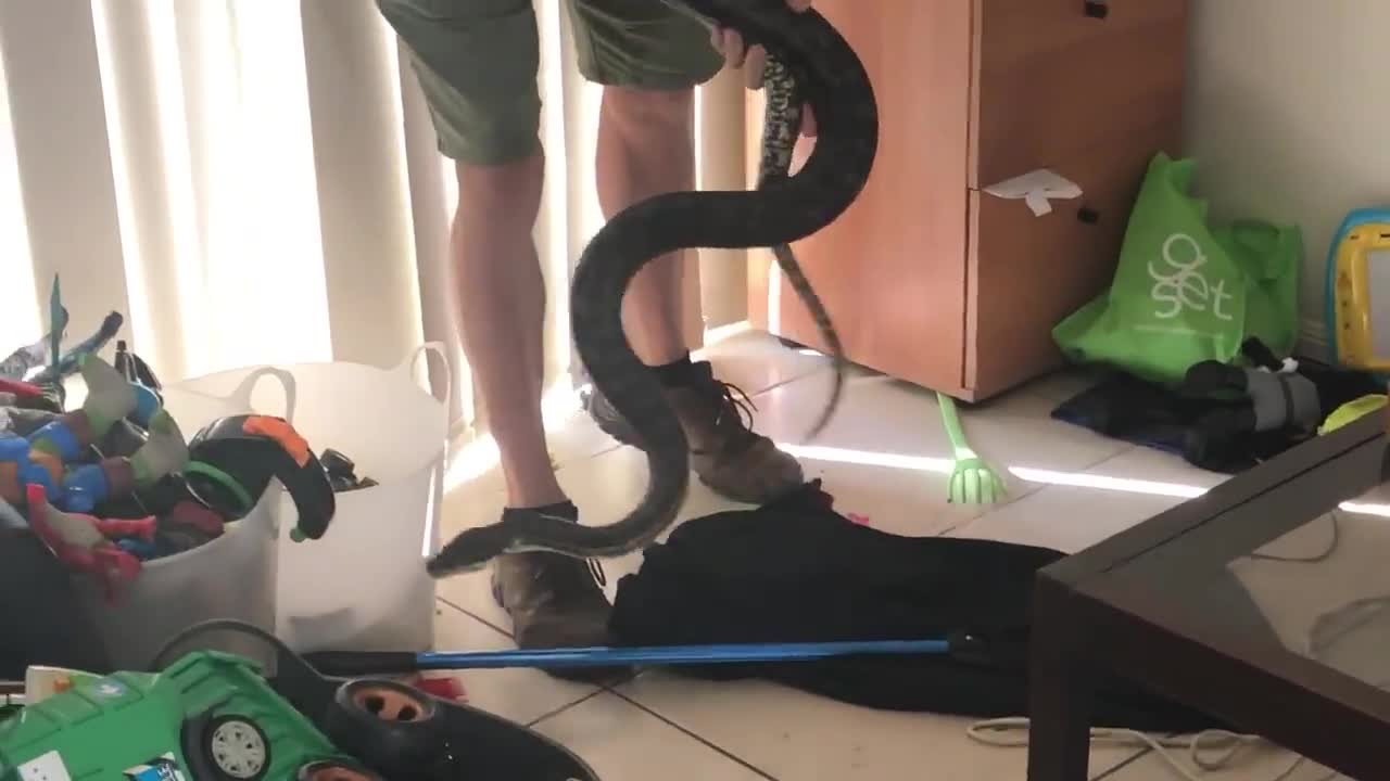 Carpet Python Retrieved From Children's Play Room