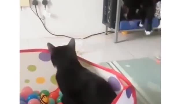 Funny Teleporting Cat