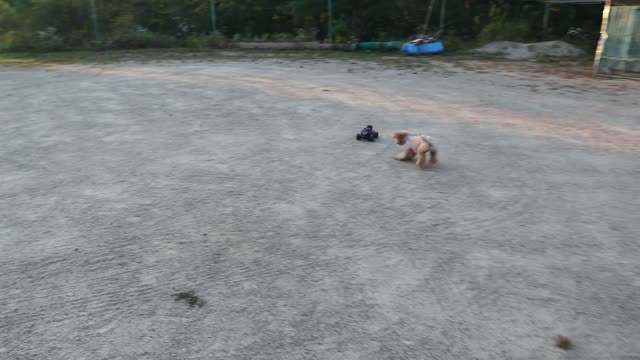 A puppy chasing an RC car