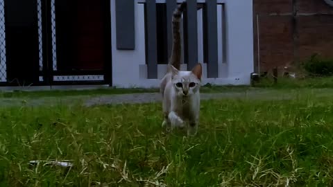 luxury house guard cat in Indonesia