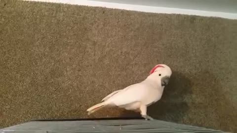 Cockatoo Freaks Out!!!