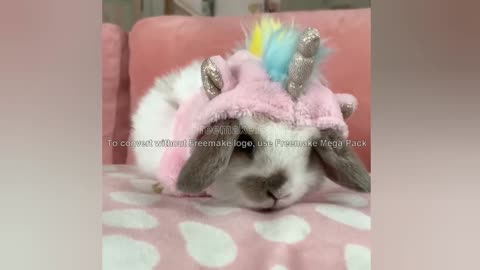 funny bunny.....