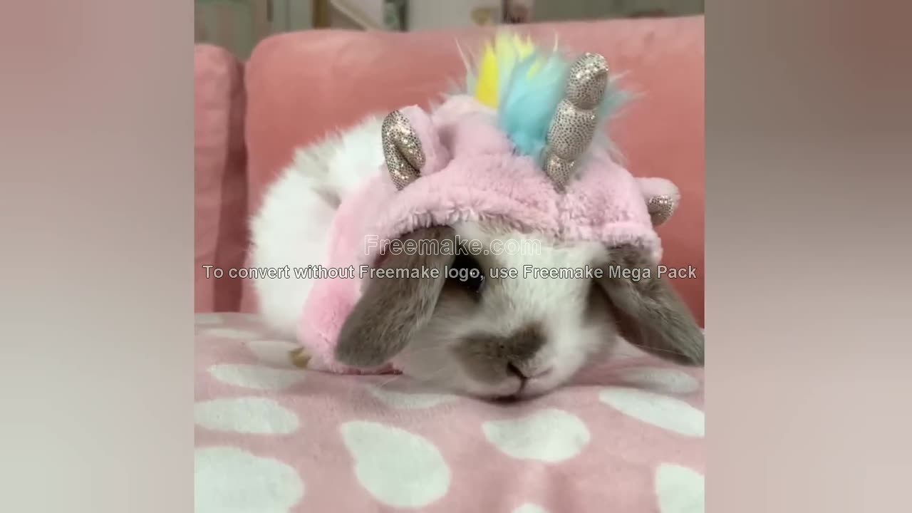 funny bunny.....