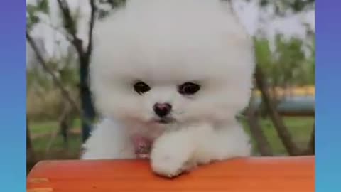 Cute & Funny puppy