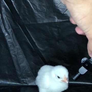 The sound of the chickens